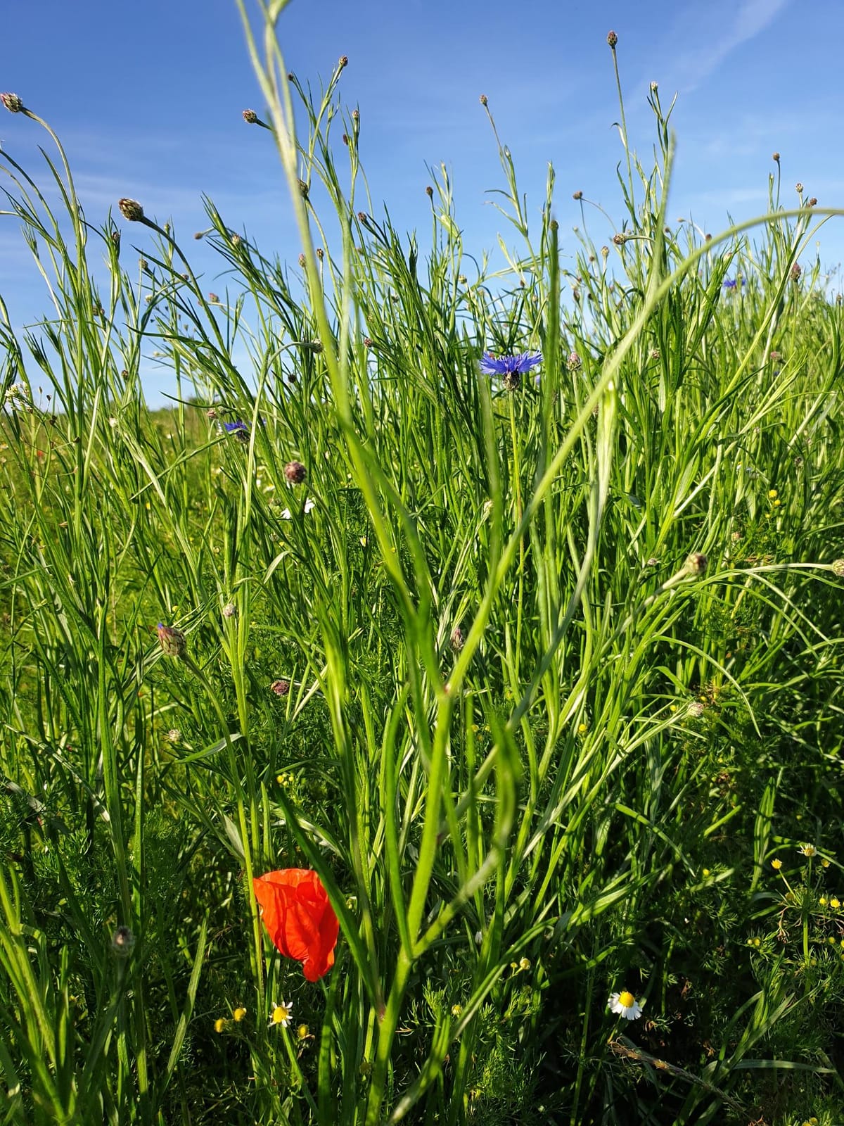 Umweltwoche in Burscheid
