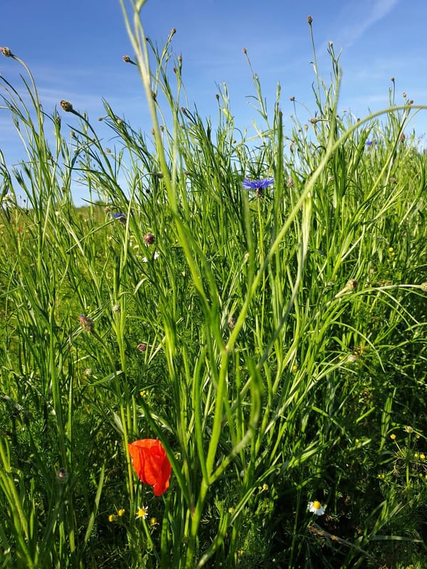 Umweltwoche in Burscheid